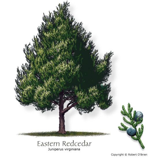 an image of a tree with the words eastern recorder on it's back side