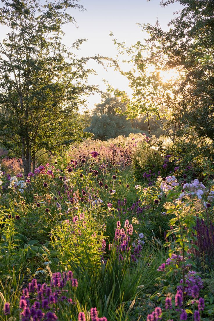 the sun shines through the trees and flowers in this garden filled with wildflowers