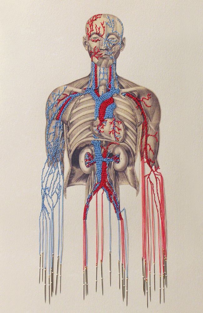 an illustration of the human body with blood vessels attached to it's back and sides