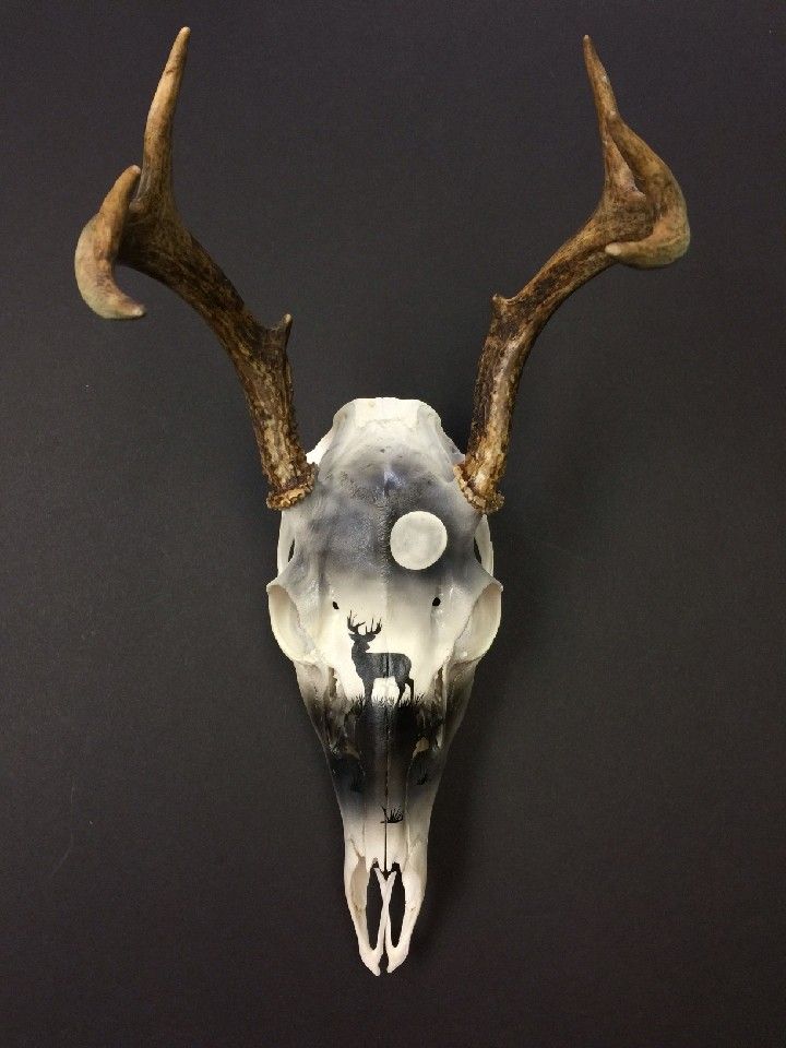 an animal's skull with horns on a black background