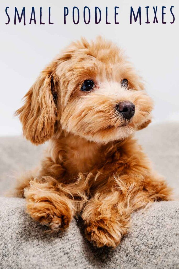 a small brown dog laying on top of a gray couch with the words small poodle mixes above it