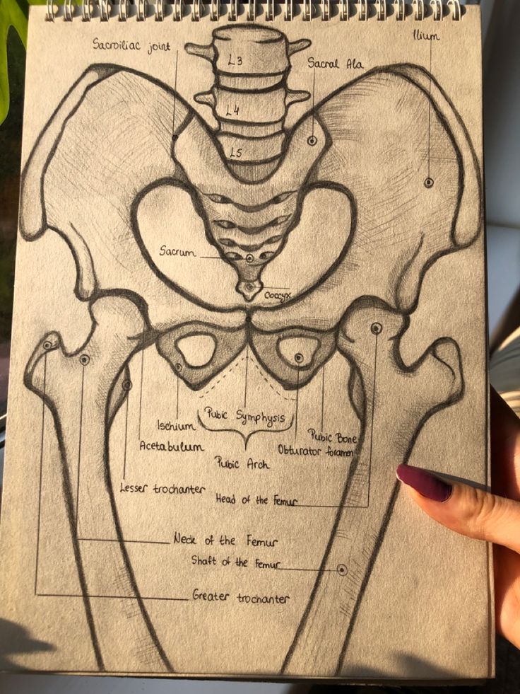 a drawing of the back of a human torso