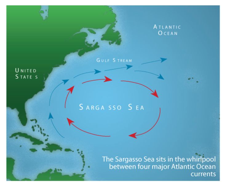 a map showing the location of sargasso sea in the whirlpool between four major atlantic ocean currents