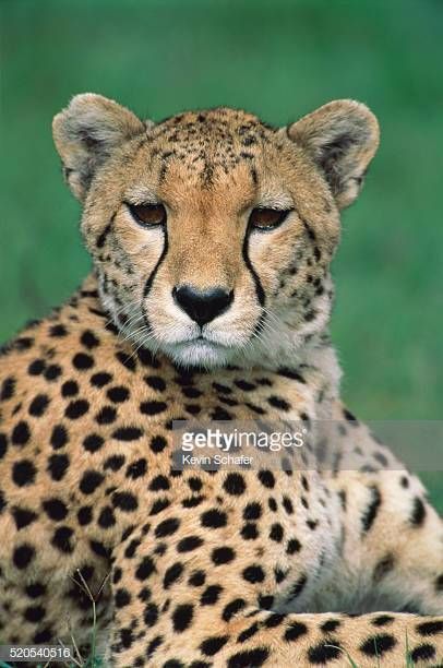 a cheetah sitting in the grass