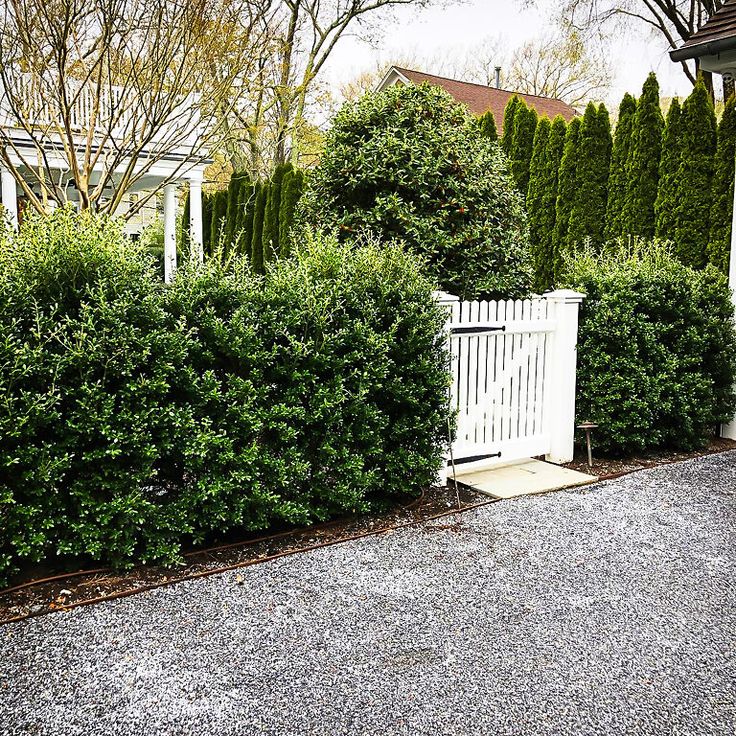 there is a white gate between two bushes