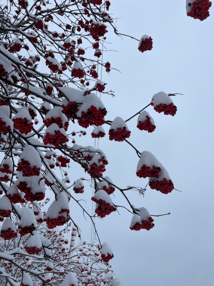 red berries are hanging from the branches of a tree covered in snow on a cloudy day