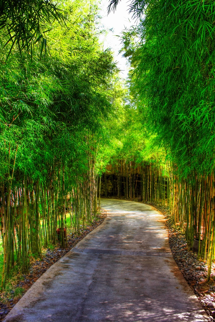 a pathway lined with green bamboo trees leading into the distance