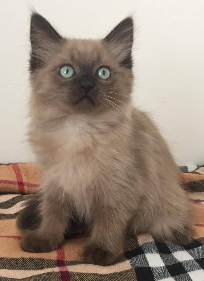 a cat with blue eyes sitting on a blanket