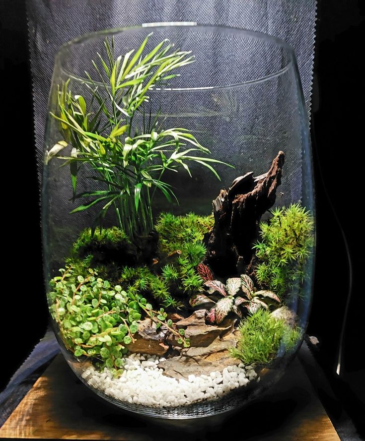 an aquarium with plants and rocks in it