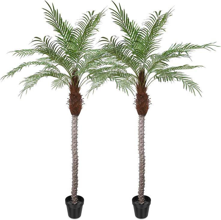 two palm trees in black pots on a white background