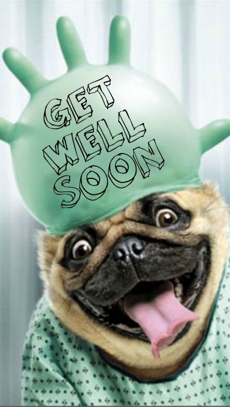 a pug dog wearing a green hat with the words get well soon on it