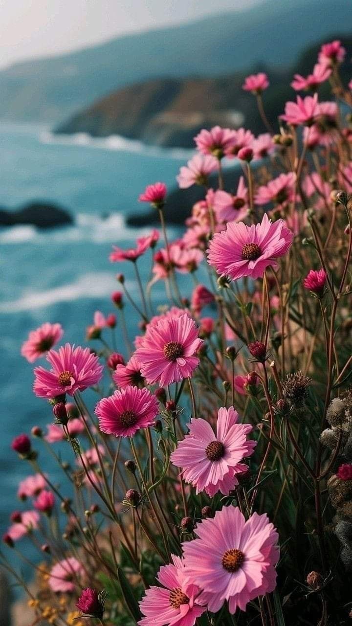 pink flowers are growing on the side of a cliff overlooking the ocean and rocky coastline