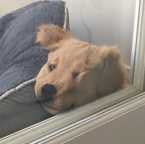 a brown dog laying on top of a pillow next to a window