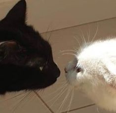 two black and white cats are facing each other