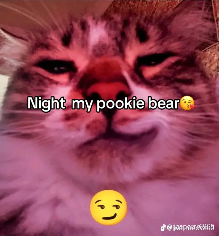 a cat that is laying down with the caption night my pokie bear