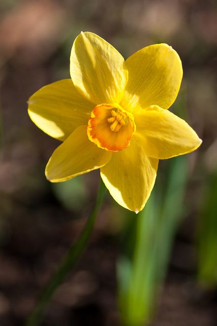 a single yellow daffodil flower in the sun