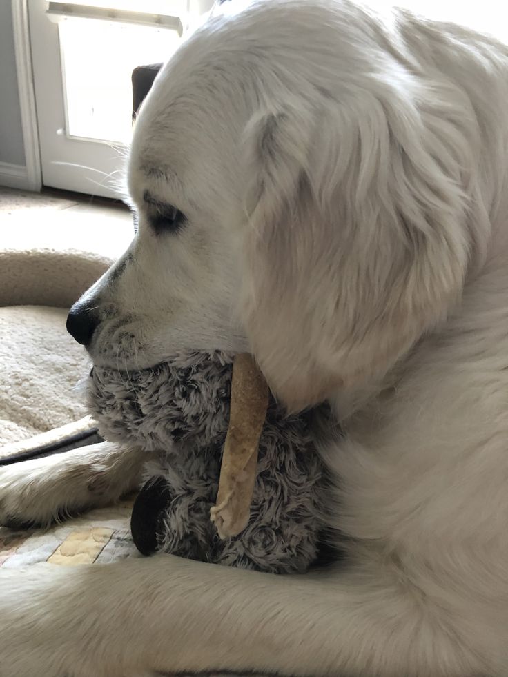 a large white dog holding a toy in its mouth on the floor next to a window