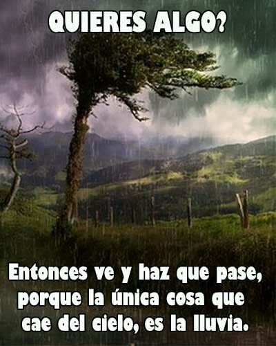 an image of a tree in the rain with caption that reads, queres algo?