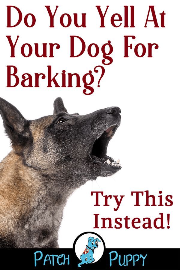 a dog with its mouth open and the words do you yell at your dog for barking? try this instead