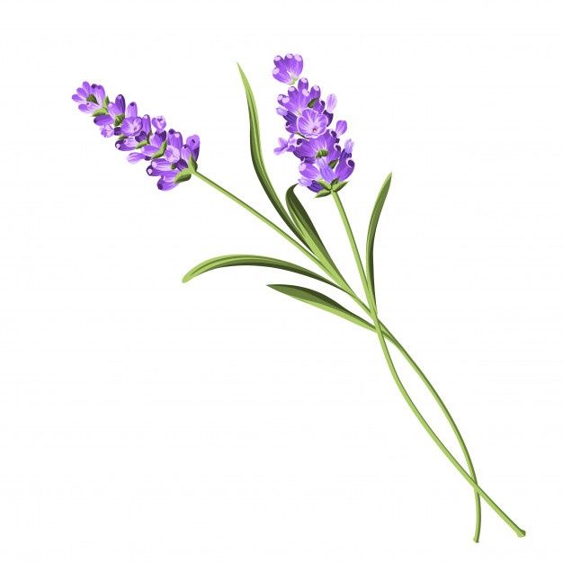 some purple flowers on a white background