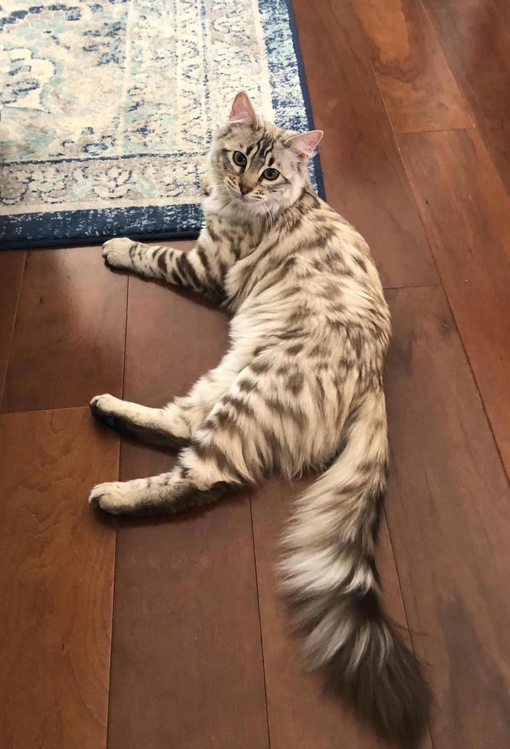 a cat laying on the floor in front of a rug