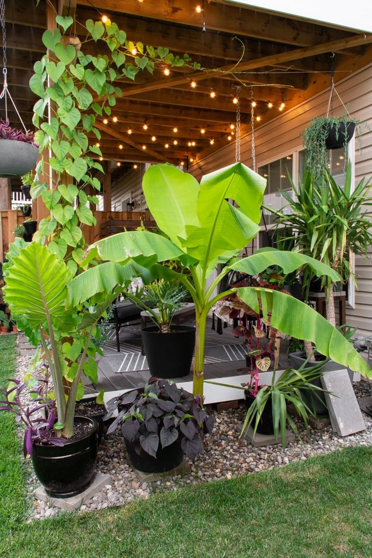 the house is decorated with potted plants and string lights