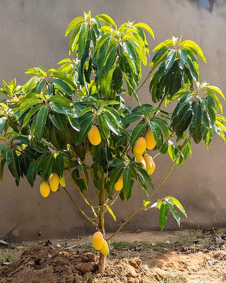 a small tree with lots of fruit growing on it's branches in the dirt