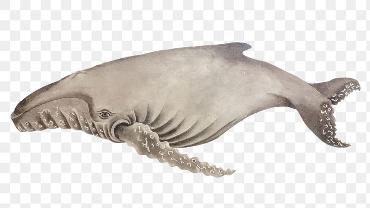 an illustration of a whale with its mouth open and teeth out, on transparent background