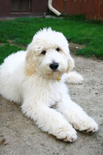 a small white dog laying on top of a cement ground next to a green grass covered yard