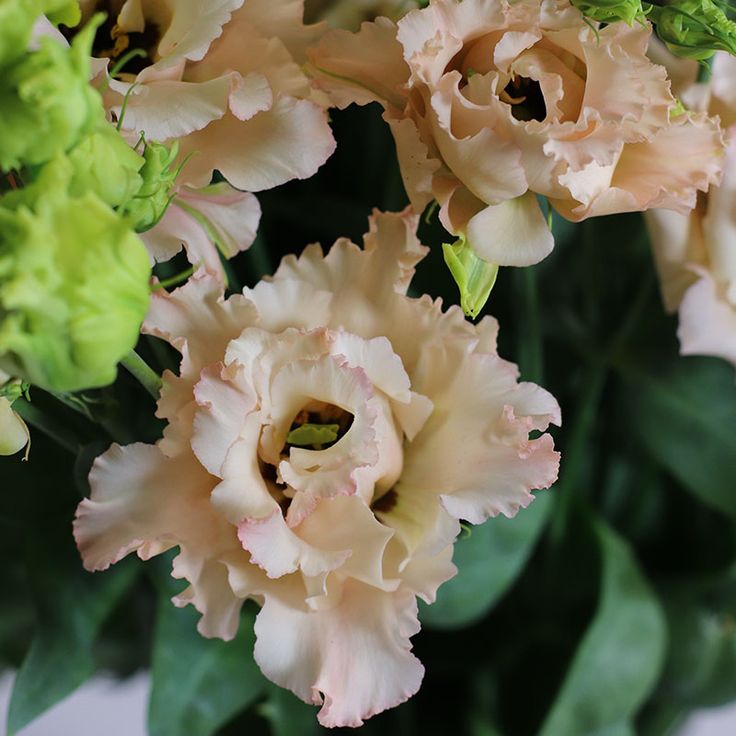 some pink and green flowers are in a vase