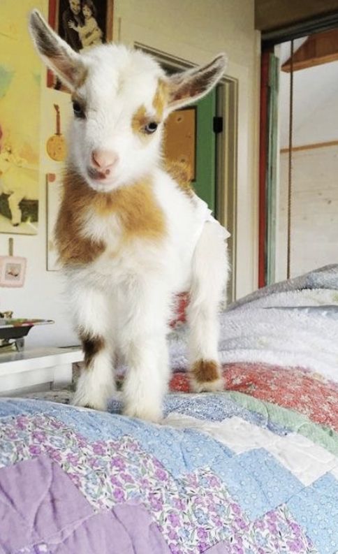 a baby goat standing on top of a bed