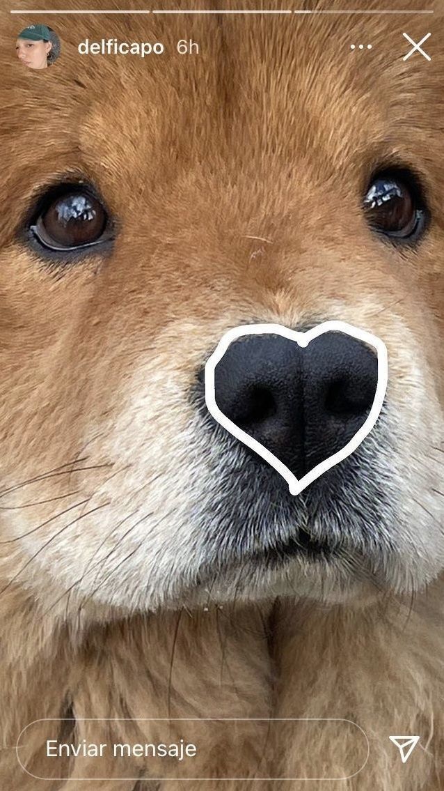 a close up of a dog's face with a heart shaped sticker on its nose