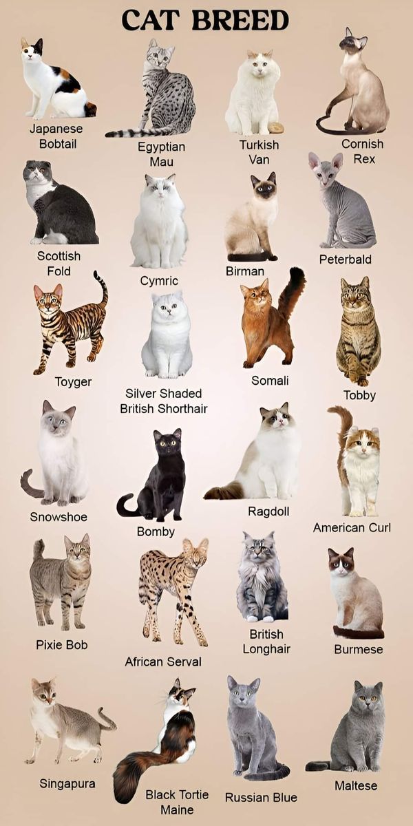 an image of cats that are all different colors and sizes, with the words cat breed written