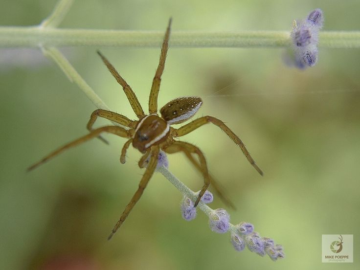 six-spotted fishing spider (Dolomedes triton) Russian Sage, Fishing Spider, Character Board, Arachnids, This Guy, Submarine, Minnesota, Bugs, Insects