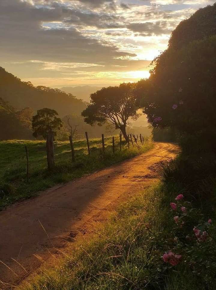 the sun is shining down on a dirt road with trees and flowers in the foreground