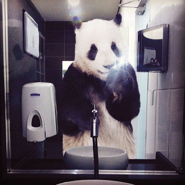 a panda bear standing on its hind legs in a bathroom