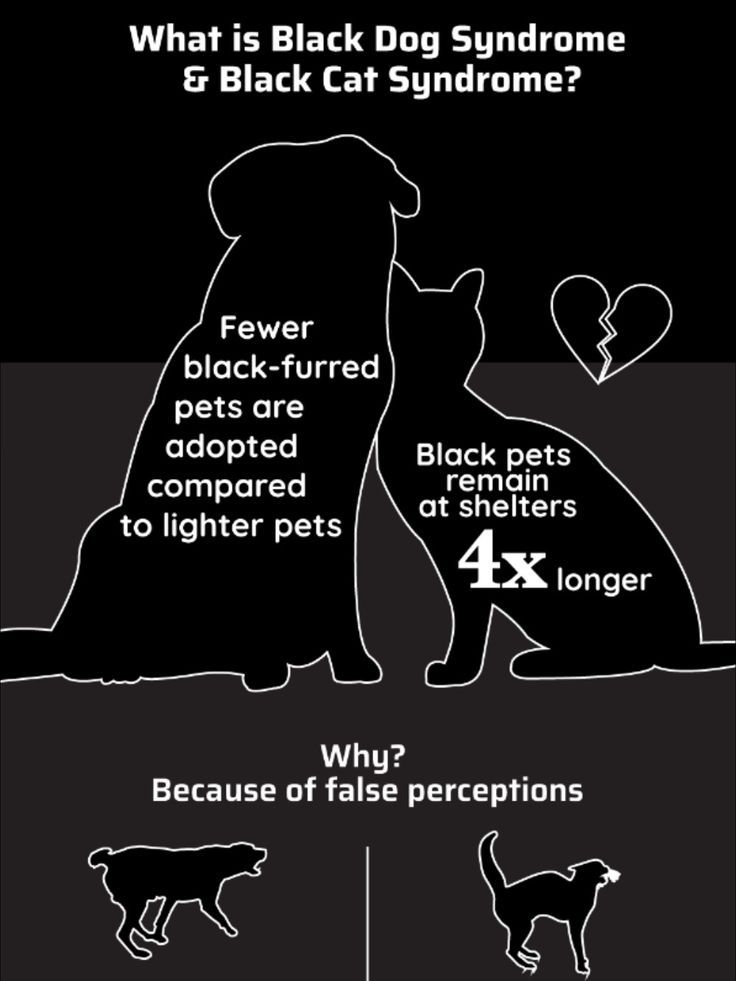 a black and white poster with different types of dogs