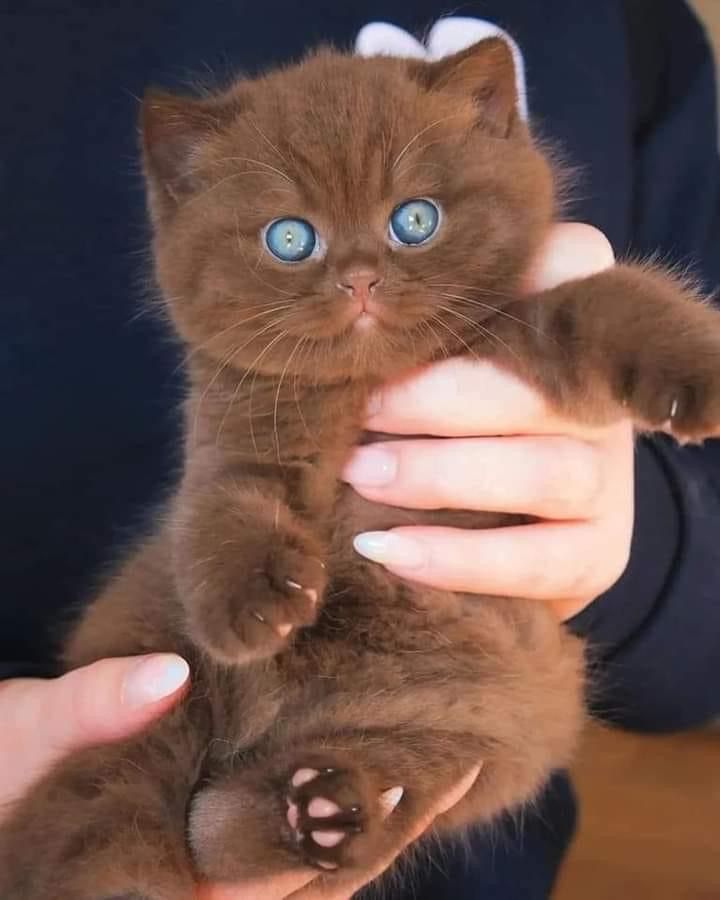 a person holding a brown kitten with blue eyes in their left hand and one paw on the cat's chest