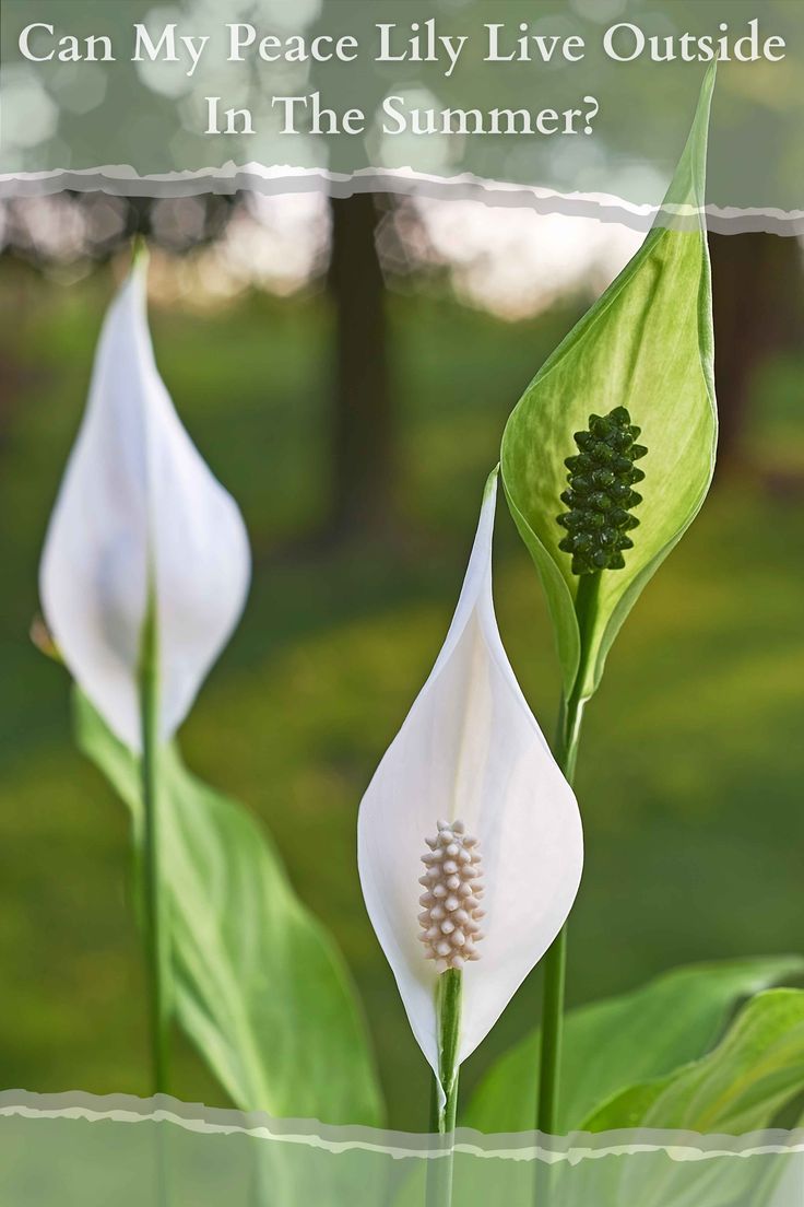 two white flowers with the words peace lily flower turning green in front of them on a sunny day