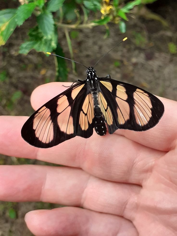 a butterfly that is sitting on someone's hand