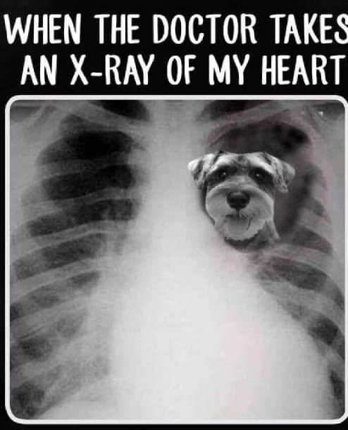 an x - ray image with the words when the doctor takes an x - ray of my heart