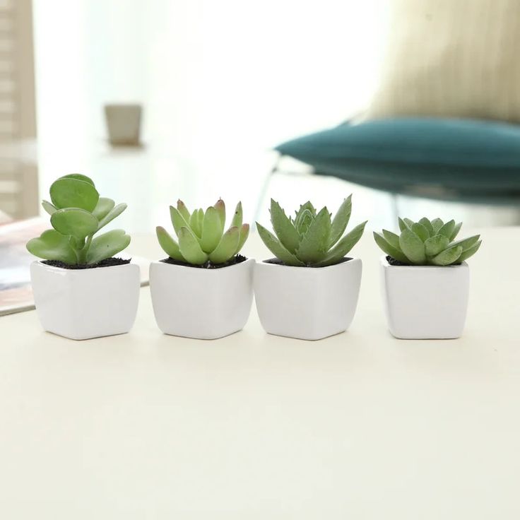 three small succulents in white pots on a table