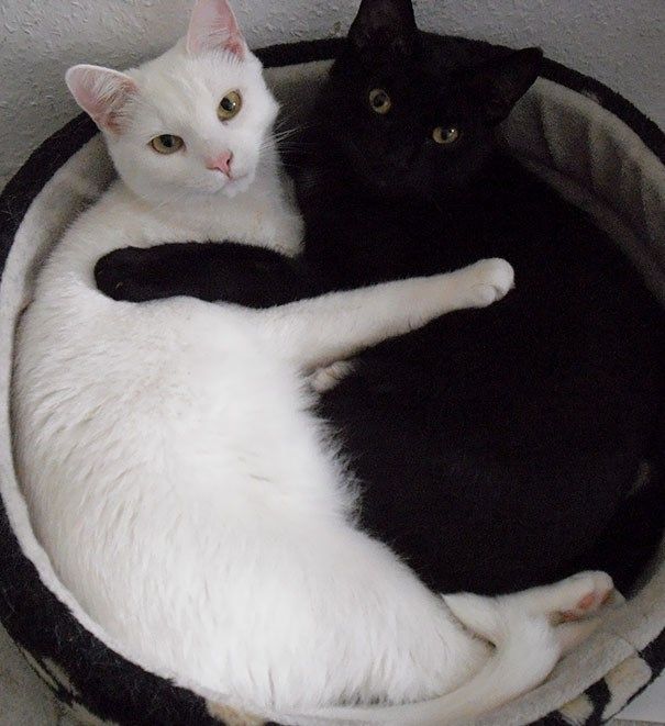 two black and white cats laying in a cat bed