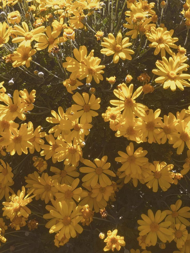 yellow flowers are blooming in the sun