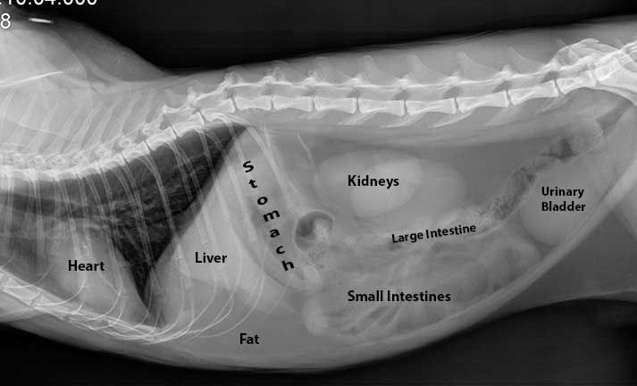 an x - ray shows the location of the lower limb