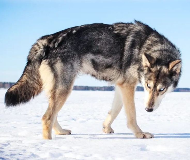 a wolf is walking in the snow on a sunny day