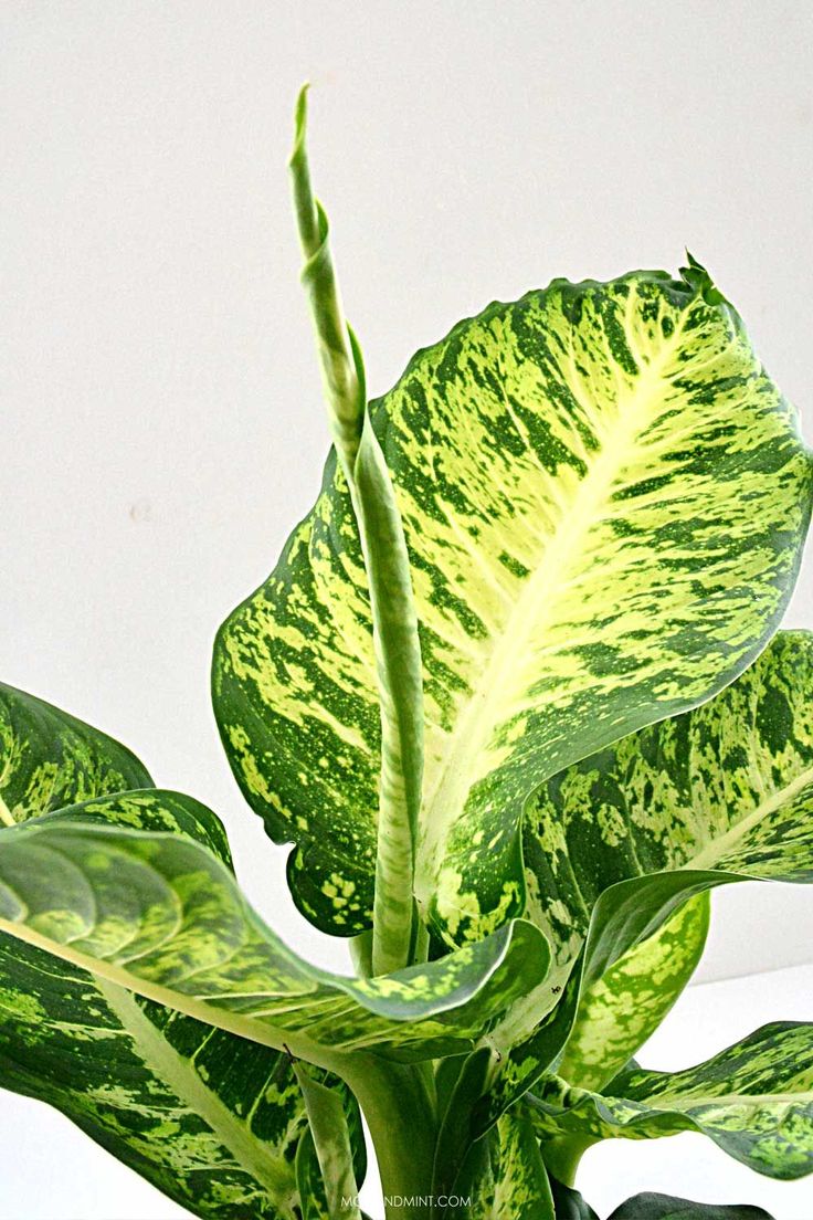 a green plant with white and yellow spots on it's leafy stems is shown in front of a white wall