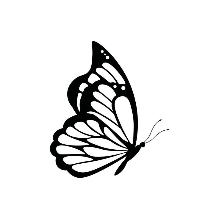 a black and white butterfly on a white background