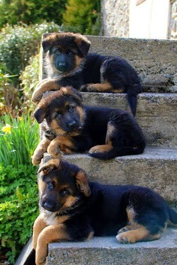 four puppies are sitting on the steps outside