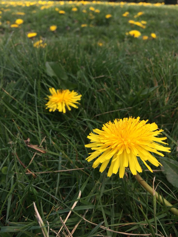 two yellow dandelions sitting in the middle of a field with grass and flowers